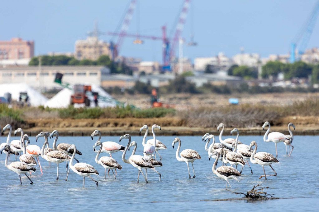 Saline di Trapani Fenicotteri