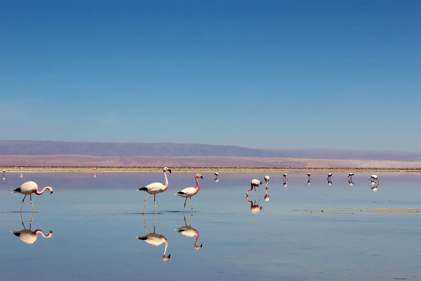 Fenicotteri Rosa Dakhla Duna Bianca